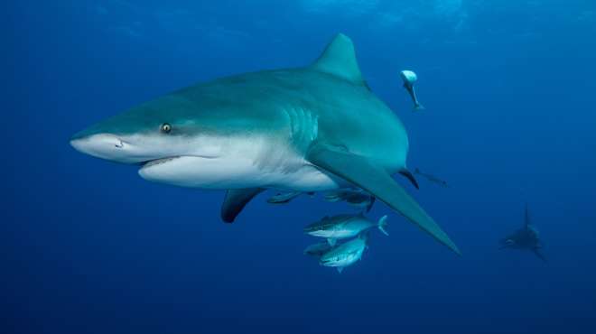 A bull shark and remoras