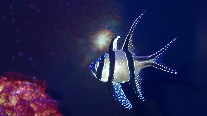 Cardinalfish adult in an aquarium