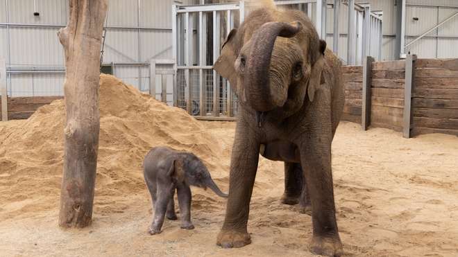 Endangered Asian elephant calf with mum Donna at Whipsnade Zoo