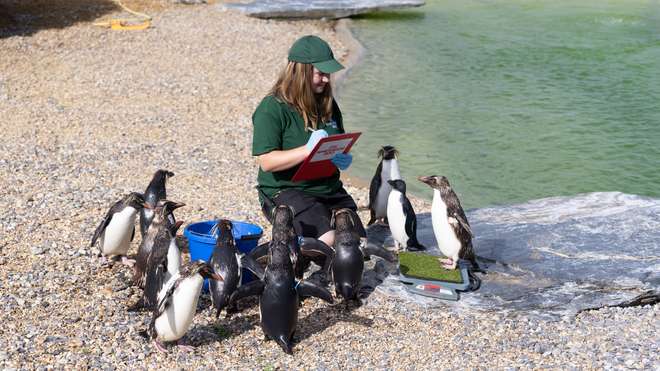 Rockhopper penguins step onto the scales for ZSL Whipsnade Zoo's annual weigh in