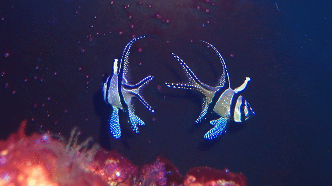 Two black and white cardinalfish adults showing breeding behaviour 