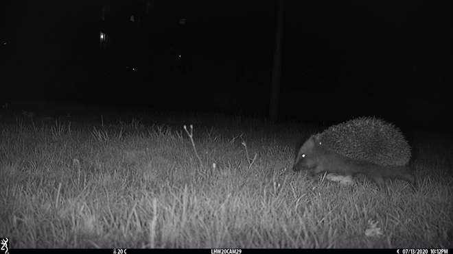 A camera trap picture of a hedgehog scurrying across grass at night