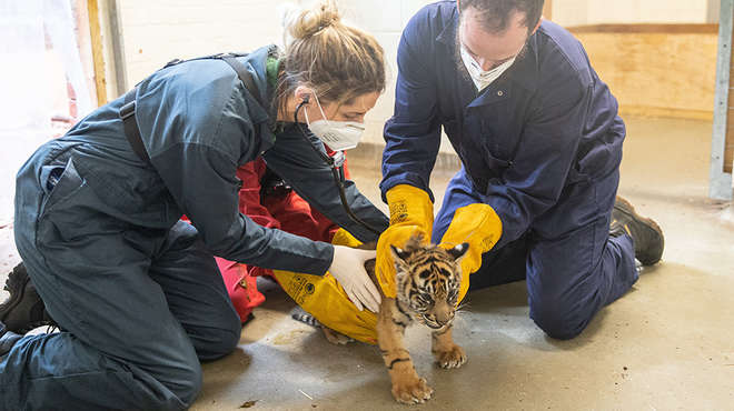 Two vets hold a tiger cub to give him a health check 