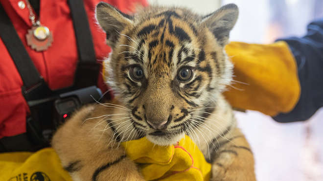 A tiger cub receives a health check from ZSL vets