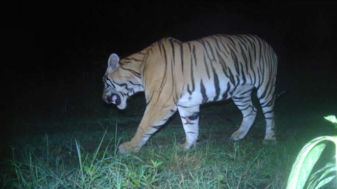 Tiger photo from camera trap conservation work in Nepal