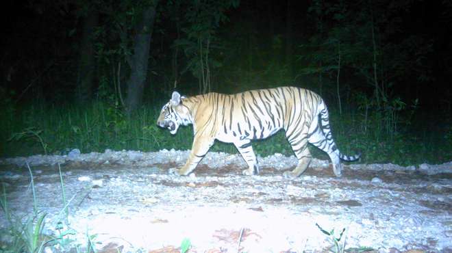 Tiger camera trap photo Nepal at night