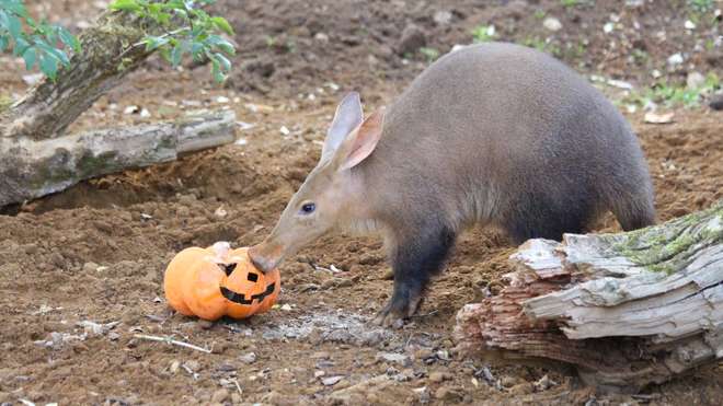 Aardvark Nacho explores a pumpkin filled with insect treats at ZSL Whipsnade Zoo