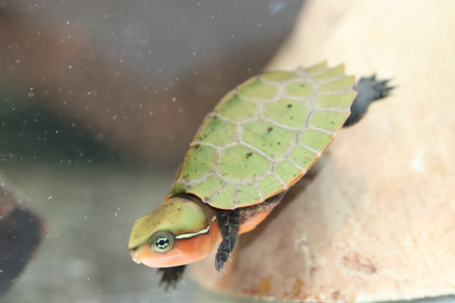 Big-headed turtle. Image © ZSL. 