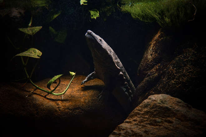 Chinese giant salamander. Image © Luke Capeling, ZSL Member. 