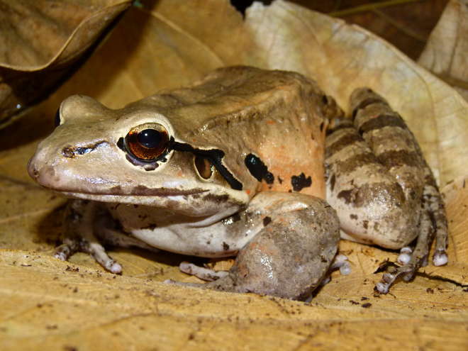 Mountain chicken frog. Image © ZSL