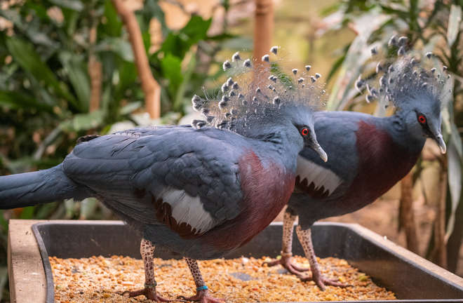 Victoria crowned pigeon. Image © ZSL
