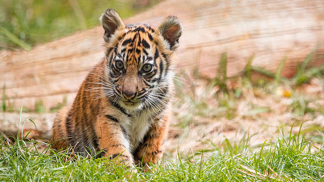 Sumatran tiger cub Inca