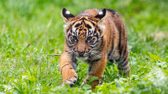 Tiger cub Zac walks through grass in his Tiger Territory home
