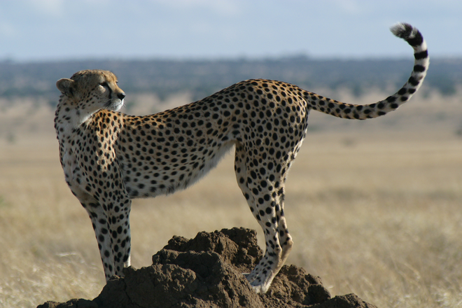 A cheetah standing on a mound with its tail in the air