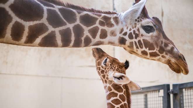 Giraffe calf Wilfred with mum Luna at Whipsnade Zoo