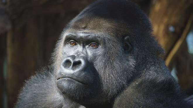 A close up images of Kiburi the gorilla in his Gorilla Kingdom home at London Zoo