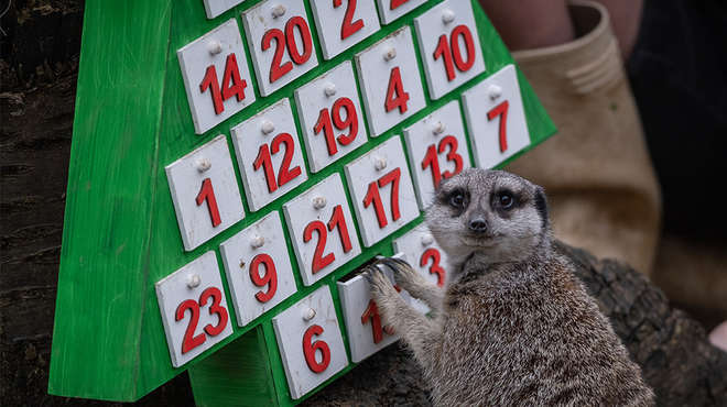 Meerkat, Frank, enjoys opening advetn calendar at ZSL London Zoo