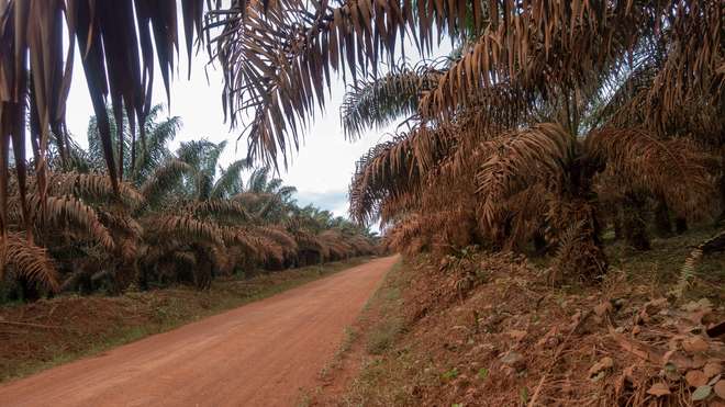 A road through a palm oil plantation in Cameroon