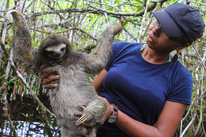 Three-toed-sloth-conservation