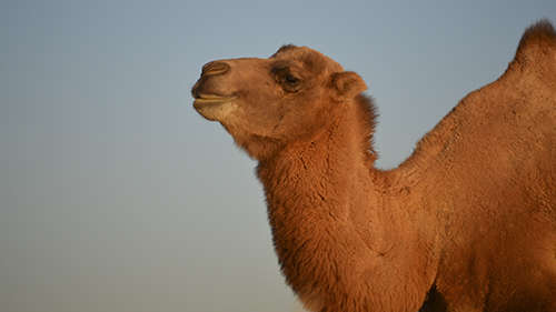 A wild camel