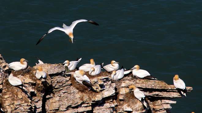 Gannets nesting on a cliff on the Farne Islands