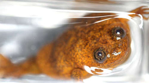 Lake Oku frog