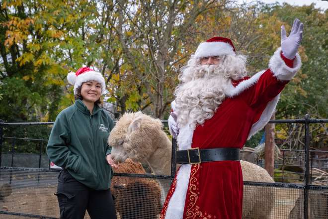 Keeper Poppy and Father Christmas with our alpacas at London Zoo