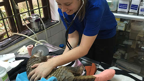 ZSL Vet Sophie caring for an injured pangolin in Vietnam