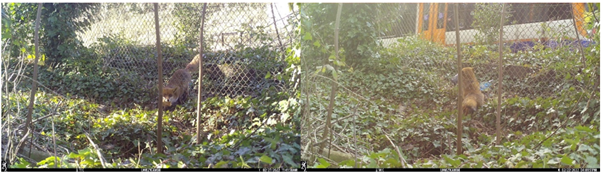 Photos - Fox going under fence in leafy area by railway towards camera; fox going under fence away from camera with train in background