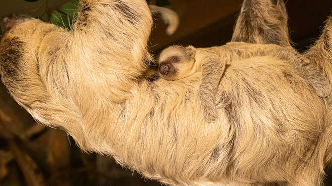 Baby sloth Nova holds onto mum Marilyn