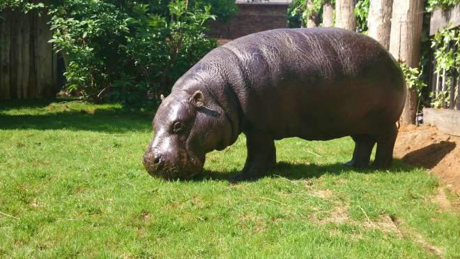 Nicky the Pygmy Hippo at ZSL London Zoo